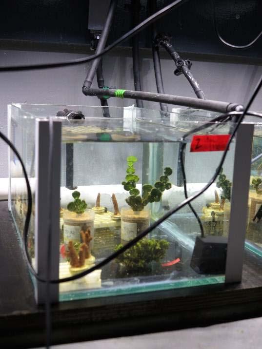 RESULTS pco 2 X light: Corals and calcifying algae Present: increased Runoff CO 2 slightly increased Future 1: increased