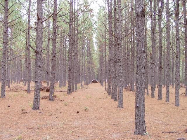 Effectiveness of Silviculture
