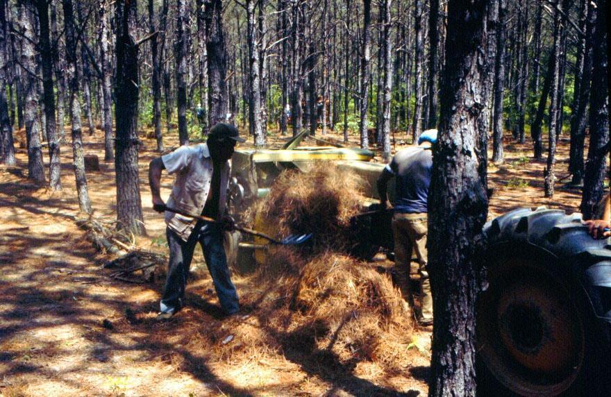 Problem Florida pine straw production results in estimated revenues in excess of $ 79 million (Hodges et al. 5).