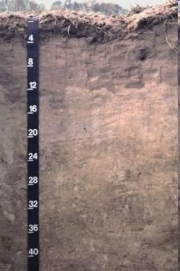 995) Soil series: Alpin fine sand (thermic, coated Lamellic