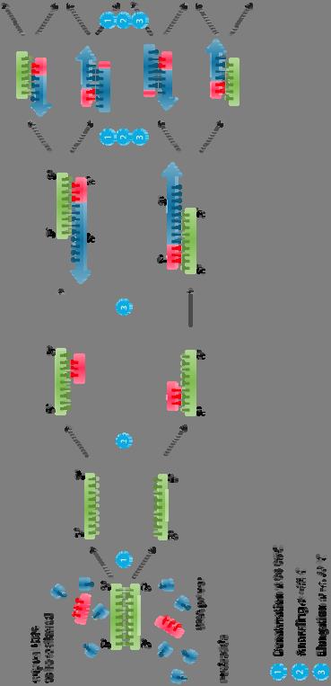 Typical procedure (1 cycle) Heating to about 95 C to separate double stranded DNA into