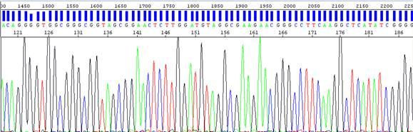 The DNA sample amplified by PCR is sequenced to