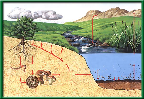 The phosphorus cycle In the phosphorus cycle, phosphorus moves between the of the environment. The phosphorus cycle Rain washes phosphates from the land. Phosphates become available for plants again.