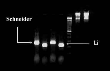 PCR Extremely sensitive.