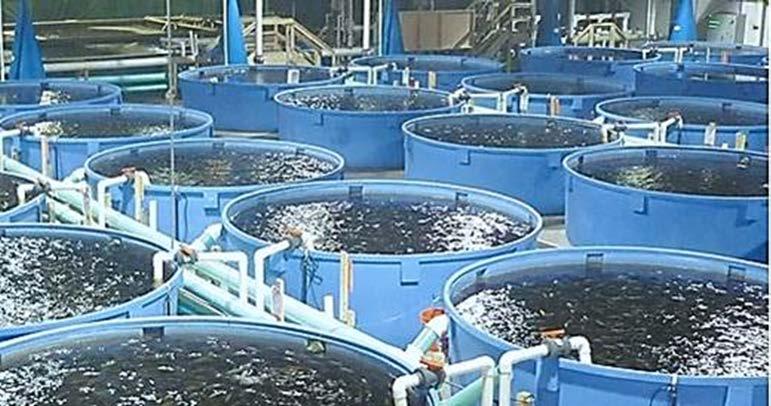 4 Annual production: 706,000 kg Farm characteristics Recirculating aquaculture system Indoor, climate-controlled facility 12 individual tanks Use feed concentrate Animal byproducts, corn and