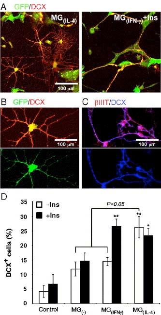 Stimulate NPCs When microglia are treated with Interferon γ or Interleukin-4, NPCs