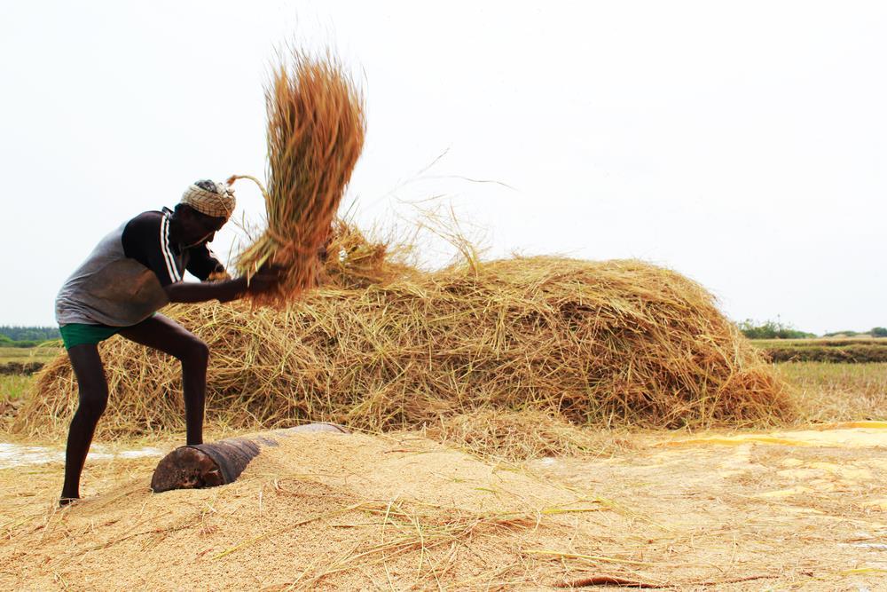Threshing by hand The most common method for threshing by hand is separating the grain from the panicle by impact.