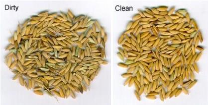 Cleaning Grain cleaning after harvest is important as it removes unwanted materials from the grain.