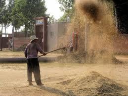 Winnowing Refers to the removing of foreign matter from rice grains (bulky straws,