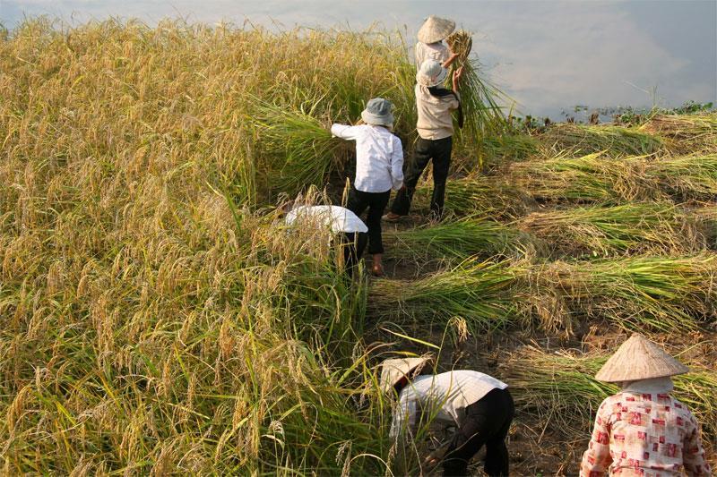 Manual harvesting Manual system is the most common method of rice harvesting in Asia.