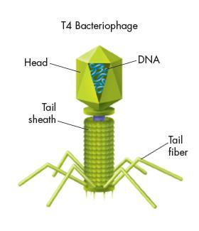 Bacteriophages The kind of virus that infects bacteria is known as a
