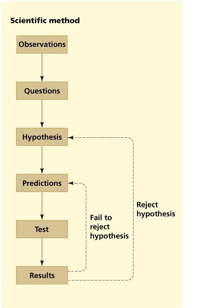 The scientific method A scientist makes an observation and asks questions of some phenomenon The scientist formulates a hypothesis, a statement that attempts to explain the scientific
