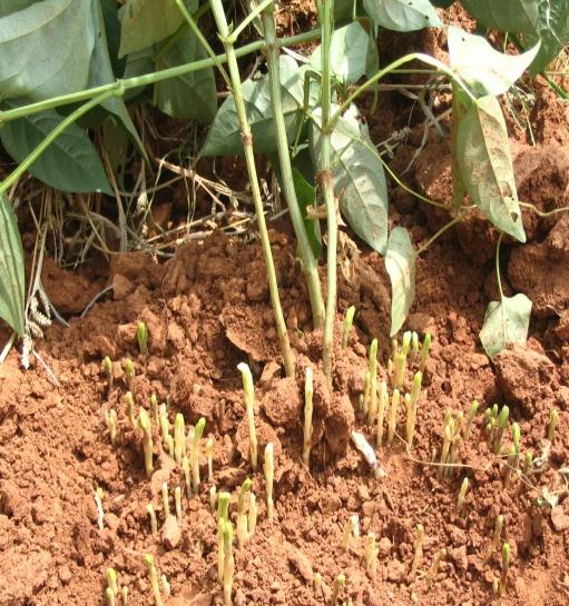 Drought Crop pests and diseases Poor crop management