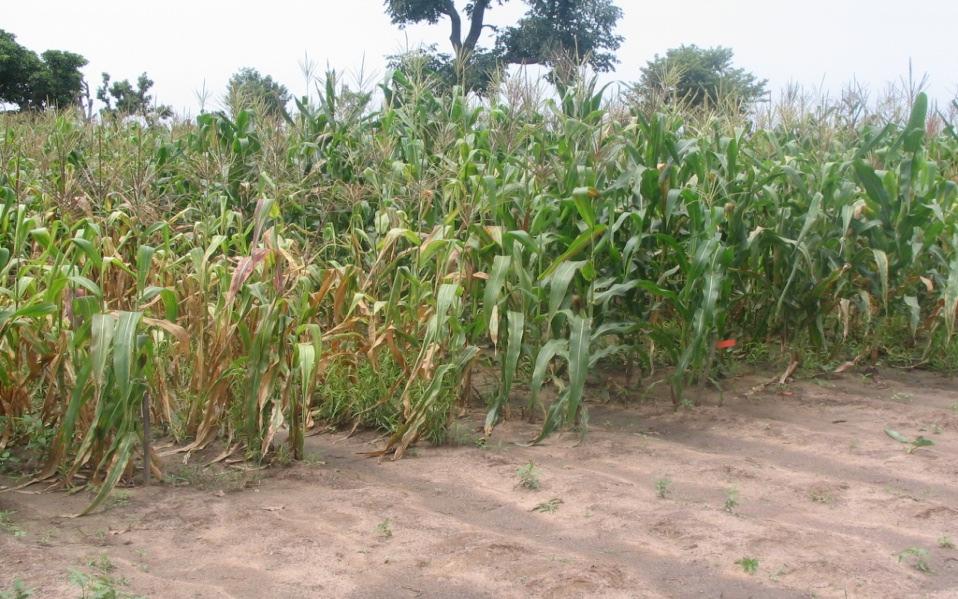 Effect of maize varieties and N