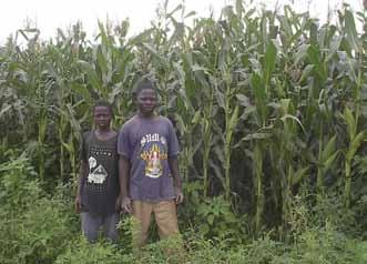 dissemination of maize varieties in the various countries, IITA realized that the major constraint to the adoption of improved varieties in WCA was the absence of an effective seed production and