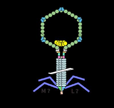 Lambda Phage Genome