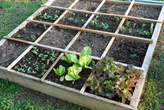 Planting Square Foot Gardening Utilize