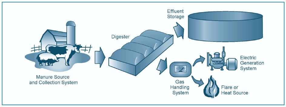 What are manure digesters? Anaerobic digestion is a biological treatment and stabilization process that consumes organic matter in an oxygen-free environment.