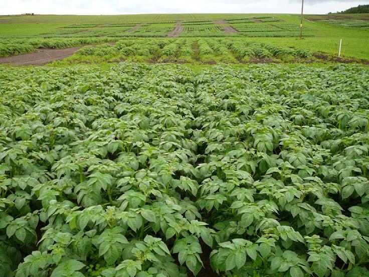 Case Study: Agriculture and Horticulture Using Quality Compost in potato production to increase yields Plot to demonstrate the effect of quality green compost on potato yields at the Potatoes in