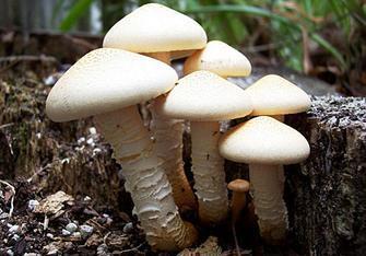 Decomposers You are currently a carbon atom within a decomposer. 1 Go the atmosphere.