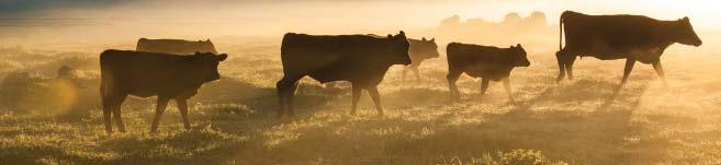 Australian cattle Industry projections 15 October Update KEY POINTS Slaughter declining in final quarter Cattle prices to remain high KEY 15 NUMBERS Slaughter Production Beef Exports Live exports A$