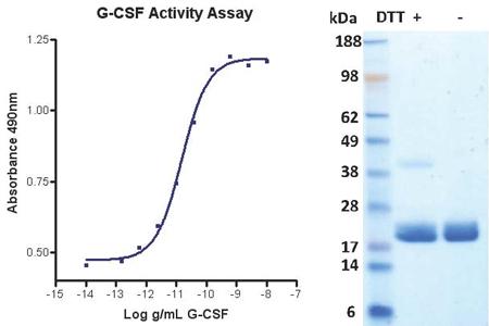 Potency assays for proteins are quantitative G-CSF potency assay Cell proliferation with a clear