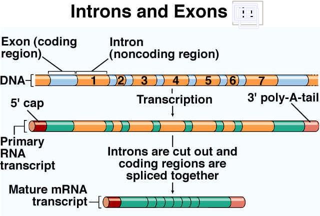 It has been suggested that the number of introns an organism s genes contains is positively related to its complexity. That is the more introns an organism contains, the more complex the organism is.