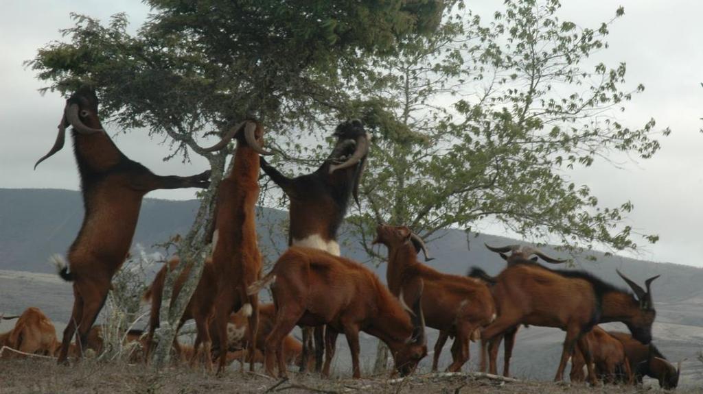https://modernfarmer.com/2013/09/killing-goats-galapagos/ IB BIO C.3 19 Skills S2: Evaluation of the eradication programs and biological control as measures to reduce the impact of alien species.