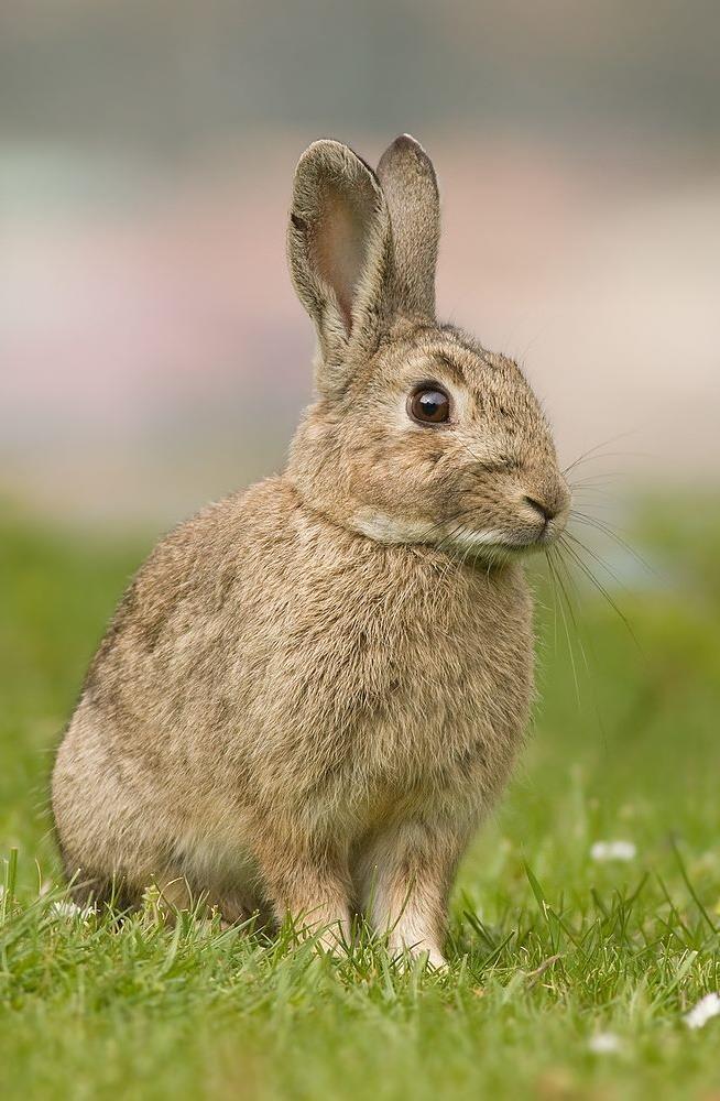 https://en.wikipedia.org/wiki/european_rabbit#/media/file:oryctolagus_cuniculus_tasmania_2.jpg IB BIO C.