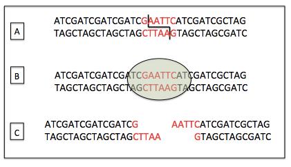 RFLP EXAMPLE: this restriction enzyme cuts between A and G ; notice row C, the fragments are