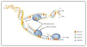 PCR Polymerase Chain Reaction New complimentary bases find their match, then the original strand of DNA
