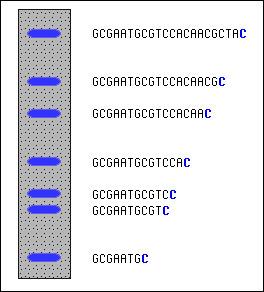 Gel Drawing: DNA Fragment sizes - DRAWING: notice the smaller one