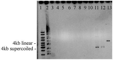 FIG S4 Screening pbad24 containing the insert by testing for presence of EcoRI site.