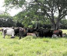Responsible Livestock Workshop Regional Perspectives: Latin