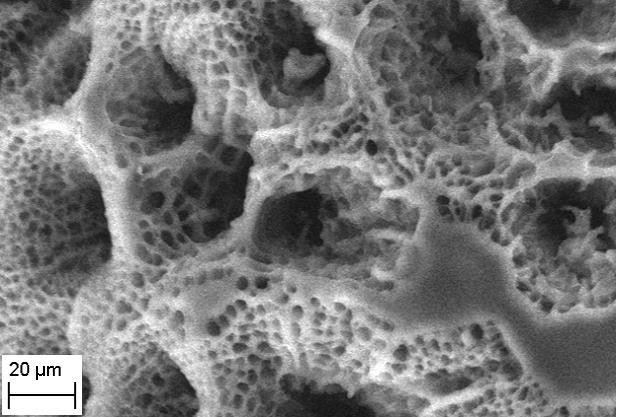 the porous structure of