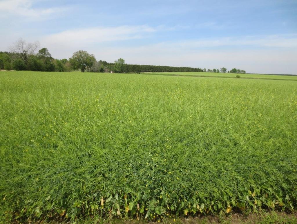 Goals for Carinata Production in a Double Cropping System (2 crops/yr) Early maturing- Harvest by May 15 High yielding