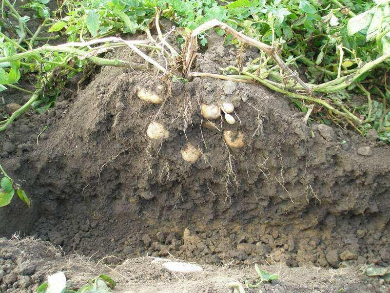 Soil compaction Height from top of ridge (cm) 5 0-5 -10-15 -20-25 Distance from centre of ridge (cm) Potato bed profiles - Potato Yield