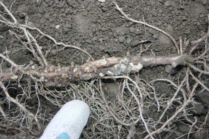 Spongosporaroot and stem galls Spongospora(root galls) 20 18 16 14 12 10 8 6