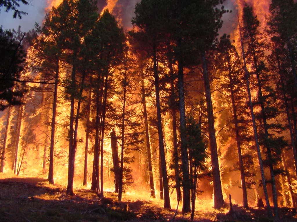A full suppression strategy for wildfire was adopted by the