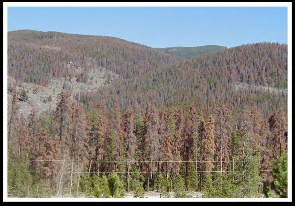 Virtually all of Colorado s lodgepole pine