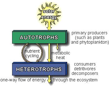 Ecosystem: An array of organisms and their physical environment, all of which interact through a one-way flow of energy and a cycling of