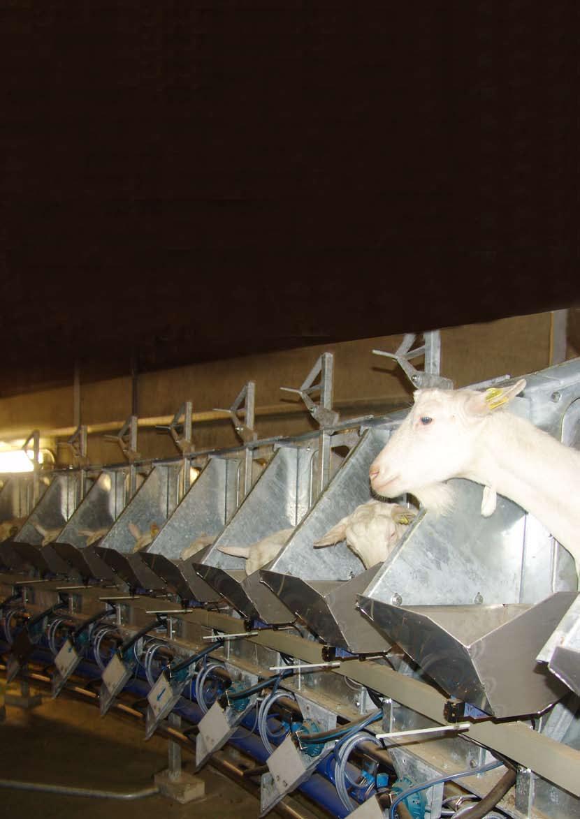 Calf Feeding Crystal can also control calf feeding stations.