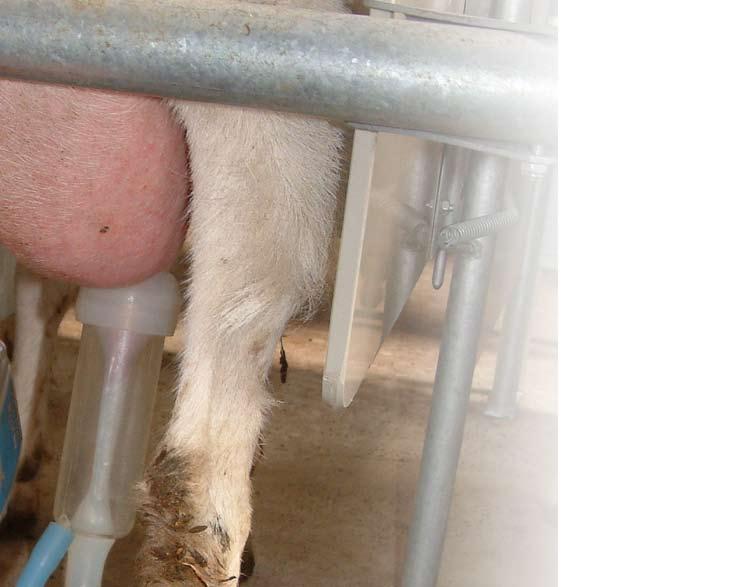 Scientific research: Effect of leg pedometer introduction on practical farms: Before pedometers With pedometer Interval calving first insemination (days) 78 67 Interval calving conception (days) 104
