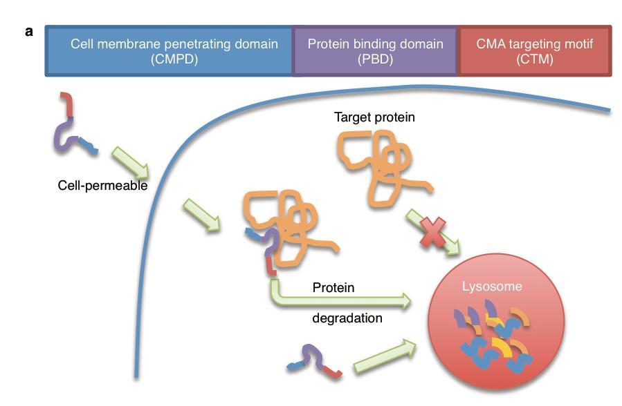 The strategy of CTM-directed protein degradation 1: cell