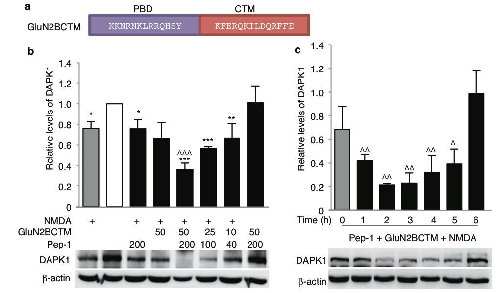Pep1-mediated intracellular delivery of short synthetic GluN2B-CTM peptides specifically knocks down active native DAPK1 in cultured neurons.