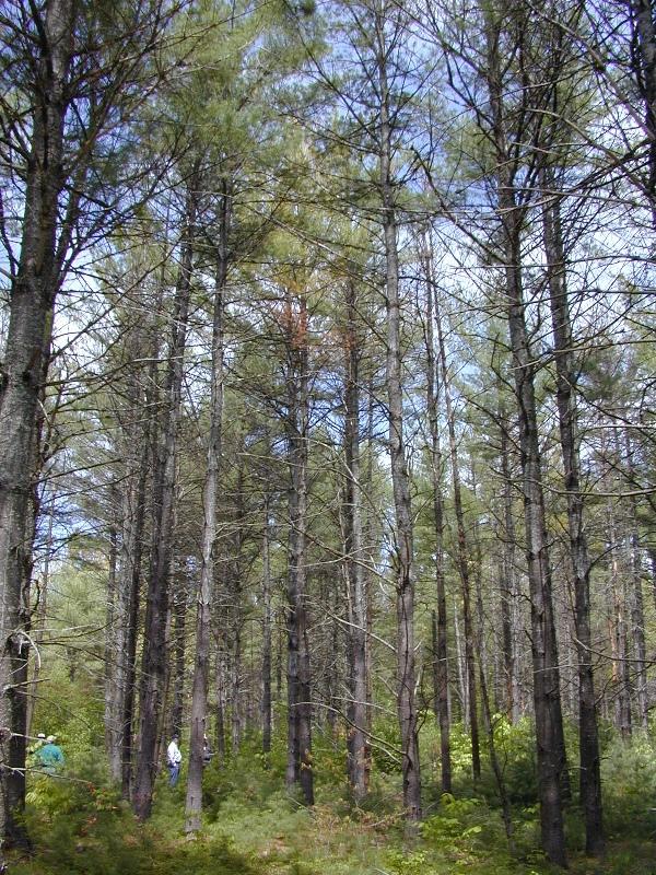 White Pine Decline in Maine: What Caused the Disease?