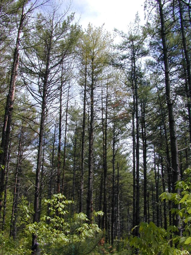 What is White Pine Decline?