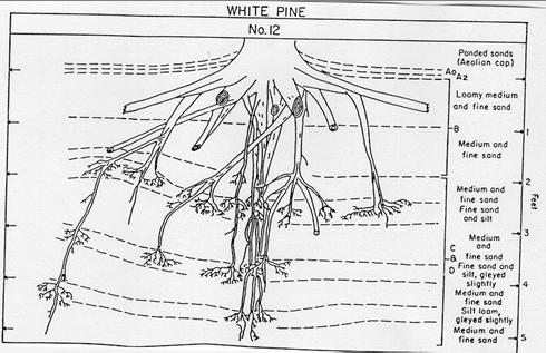 Rooting Habits of White Pine Restricted