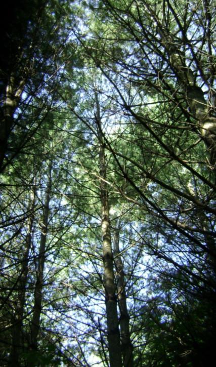 Stewardship objectives Stimulate establishment of natural hardwood regeneration Allow