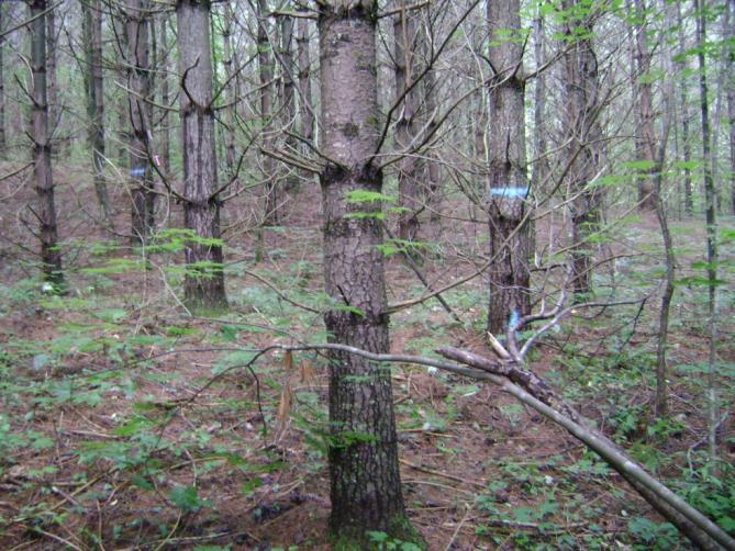 pine overstory trees Make more moisture and nutrients available to each tree Capture